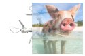 Syma X8 Pro (GPS, kamera FPV 1MP WiFi, 2.4GHz, headless, zasięg do 70m, 50cm)