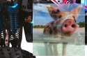 EXM-16 Brushless 2.4GHz (HSP Kidking BL) - 18607