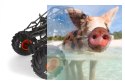 Axial SMT10 MAX-D Monster Jam Truck 1:10 4WD ARTR