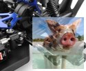 Himoto EMXT-1 Brushless 1:10 4WD 2.4GHz RTR (HSP Brontosaurus PRO) - 10325