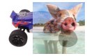 Himoto Katana Off road Truggy 1:10 4WD 2.4GHz RTR - 31506