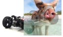 Tanto Buggy 1:10 4WD 2.4GHz RTR - 31313