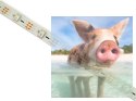 Zestaw oświetlenia LED - Listwa RGB 2m + Kontroler 5V