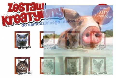 KOTY - Wypukła Malowanka Seria KOTY - DACHOWIEC KOTY - Wypukła Malowanka Seria KOTY - DACHOWIEC