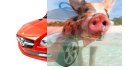 Jeździk Mercedes-Benz SLK55 (akumulator, MP3) - czerwony