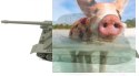 Russian T34 "Rudy" RTR 1:24 - POSERWISOWY (Uszkodzona elektronika)