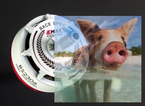 Silnik EMAX RS2306 2750KV RaceSpec White Editon Silnik EMAX RS2306 2750KV RaceSpec White Editon